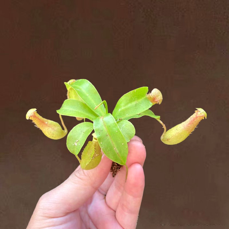 猪笼草食虫植物捕蝇草室内好养四季常青水陆缸造景网红植物茅膏菜 鲜花速递/花卉仿真/绿植园艺 食虫植物 原图主图