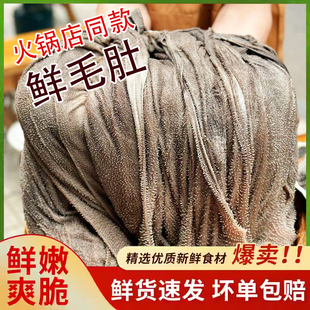 鲜毛肚火锅专用大叶无泡发屠场鲜毛肚新鲜批发商用火锅食材毛肚