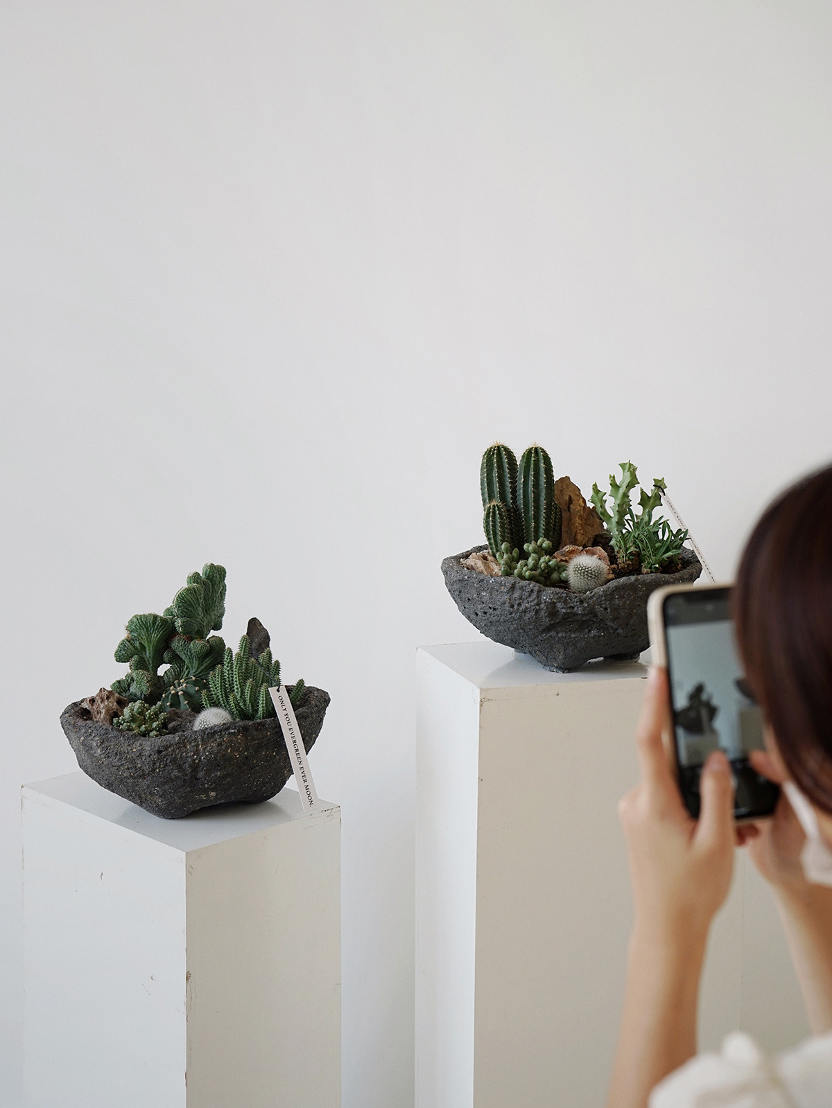 植物私生活 沙漠公园仙人掌微景观盆栽新奇个性趣味送礼氛围绿植