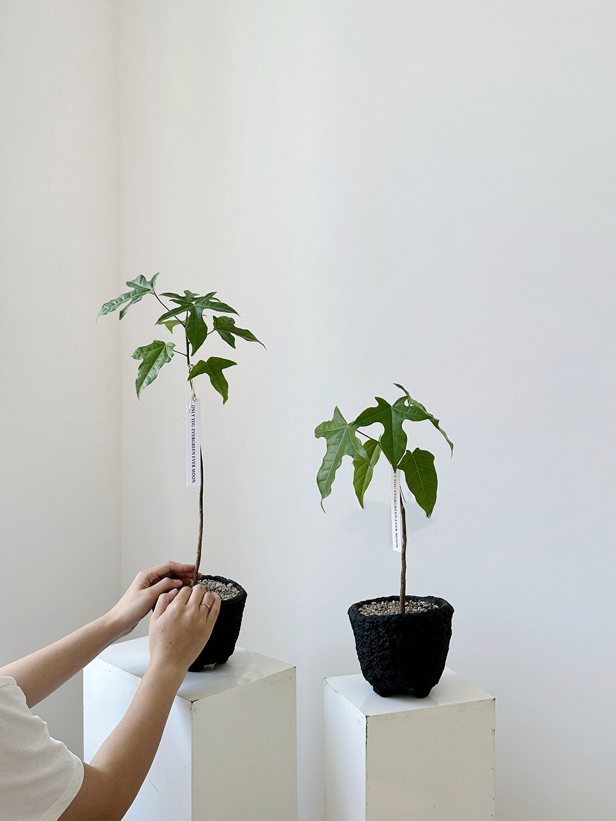 植物私生活 澳洲火焰木韩风小众网红独特观叶室内桌面盆栽