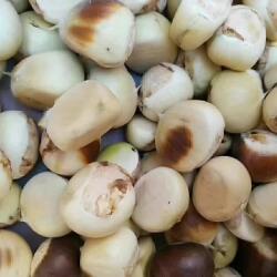 湖北罗田板栗生新鲜栗子现摘现发油栗毛栗子皮花皮即食嫩板栗仁