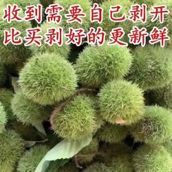 2026新货板栗新鲜生栗子现摘现发油栗子毛栗子粟子云罗田栗球
