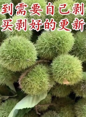 2026新货云南板栗球现摘现发