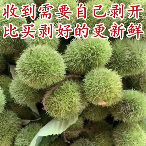 2026新货罗田板栗球现摘现发