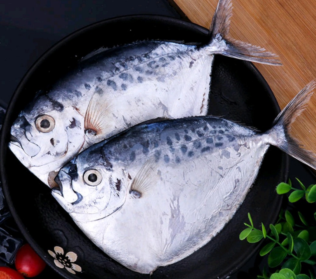 20斤/箱毛重刀鲳鱼(约45条)银鲳鱼眼镜鱼冷冻冰鲜海鱼扁刀海鲜