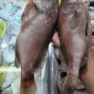 【顺丰包邮】20斤石斑鱼野生海鱼海鲜红石斑深海野生海鱼大头鱼