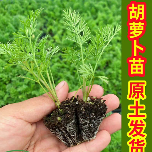 胡萝卜苗蔬菜苗大白菜苗乌塌菜苗生菜苗萝卜苗高产带土发货易成活