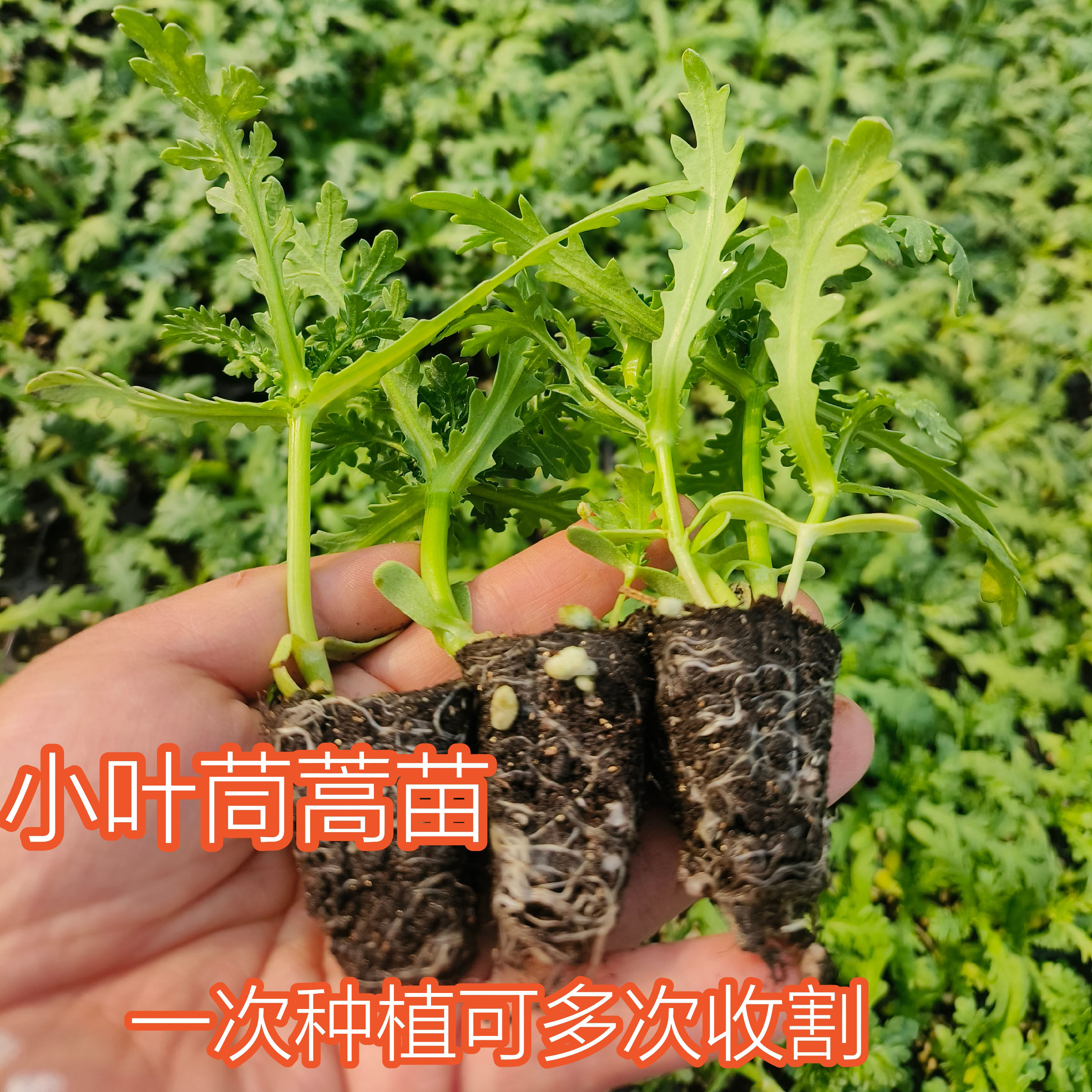 小叶茼蒿秧苗大叶茼蒿苗生菜苗油麦菜苗萝卜苗大白菜苗秋冬耐寒苗,鲜花速递/花卉仿真/绿植园艺,种苗/半成品盆栽,淘宝优惠券,粉丝福利购,淘宝优惠卷