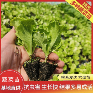 生菜苗带土秧苗奶油生菜意大利生菜苗大速生菜玻璃紫叶四季 蔬菜苗