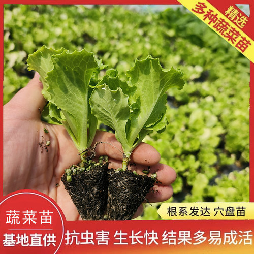 生菜苗带土秧苗奶油生菜意大利生菜苗大速生菜玻璃紫叶四季蔬菜苗