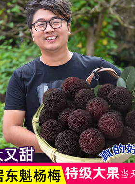 [特级大果]杨梅新鲜仙居杨梅正宗浙江大东魁杨梅孕妇水果现摘整箱