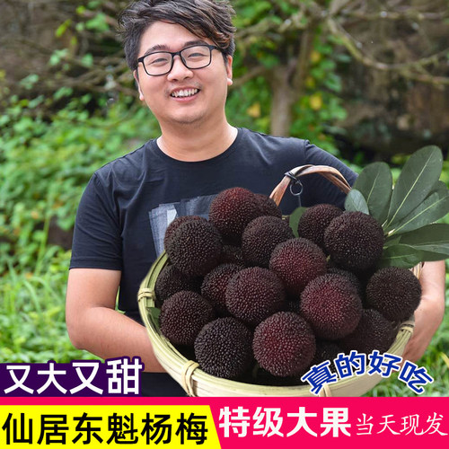 摘下当日发货大果仙居东魁杨梅