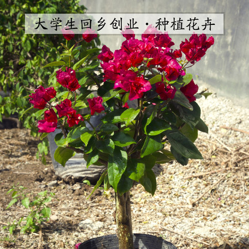 三角梅包成活一物一拍盆栽大苗