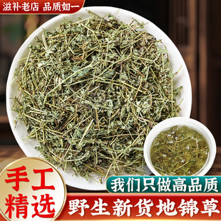 店野生地锦草中药材的功效与作用铺地锦血见愁奶浆