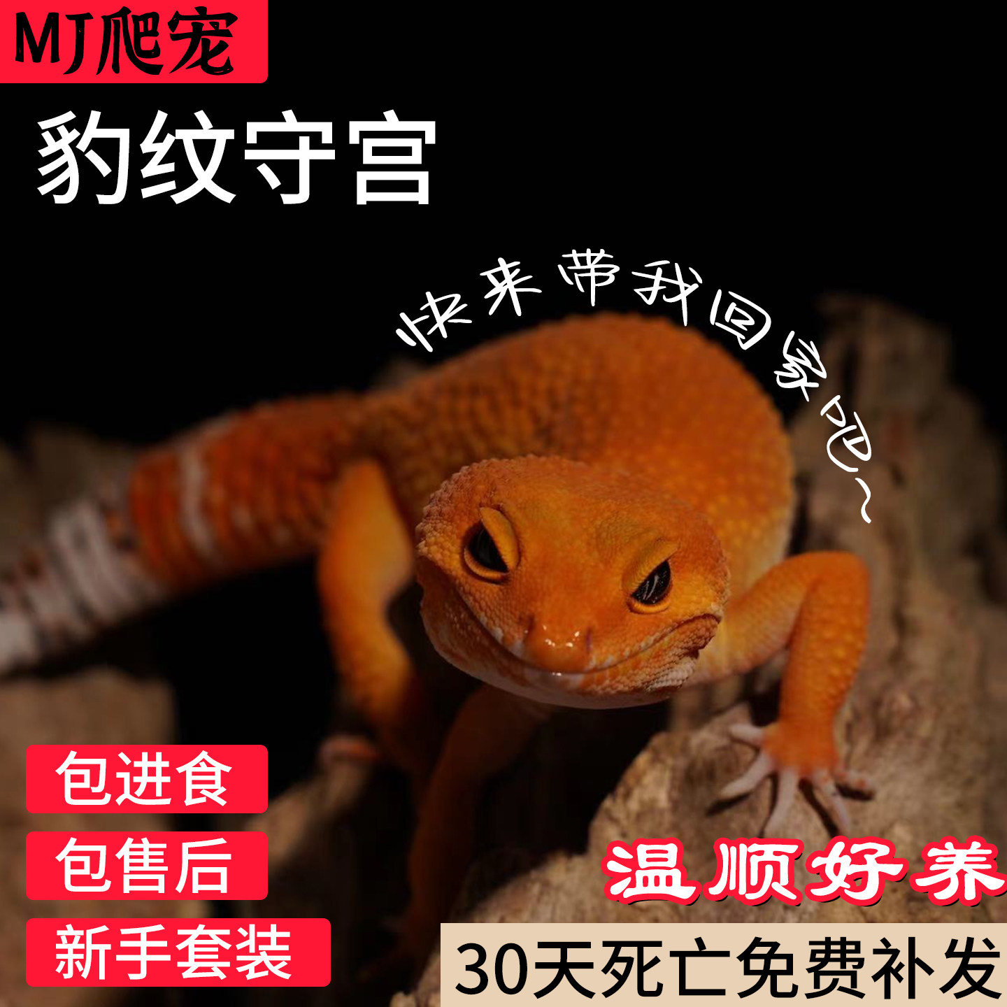豹纹守宫蜥蜴活物新手入门懒人宠特色爬宠/鸣虫