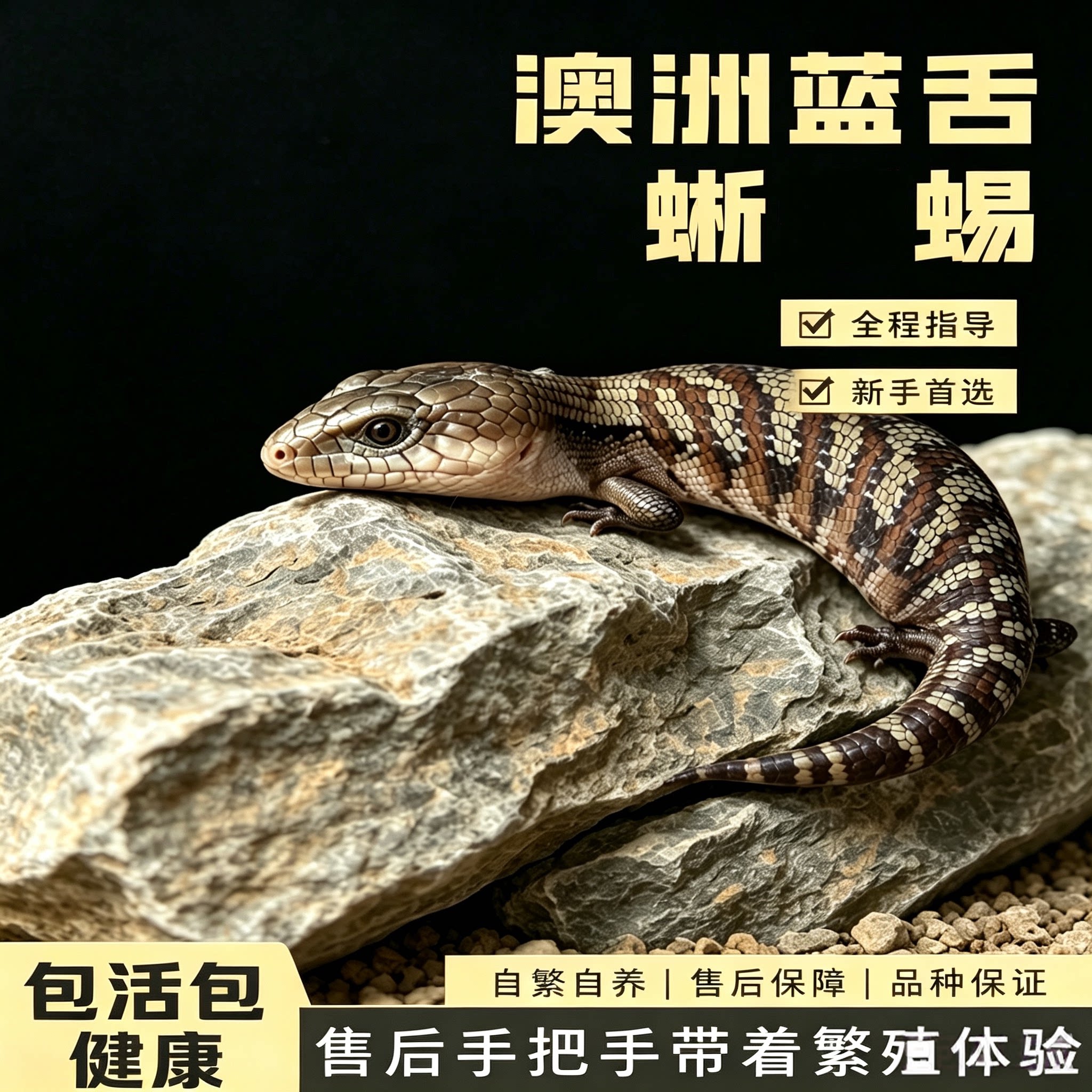 澳洲北部蓝舌白北蜥蜴宠物幼体人工活体爬宠新手入门杂食石龙