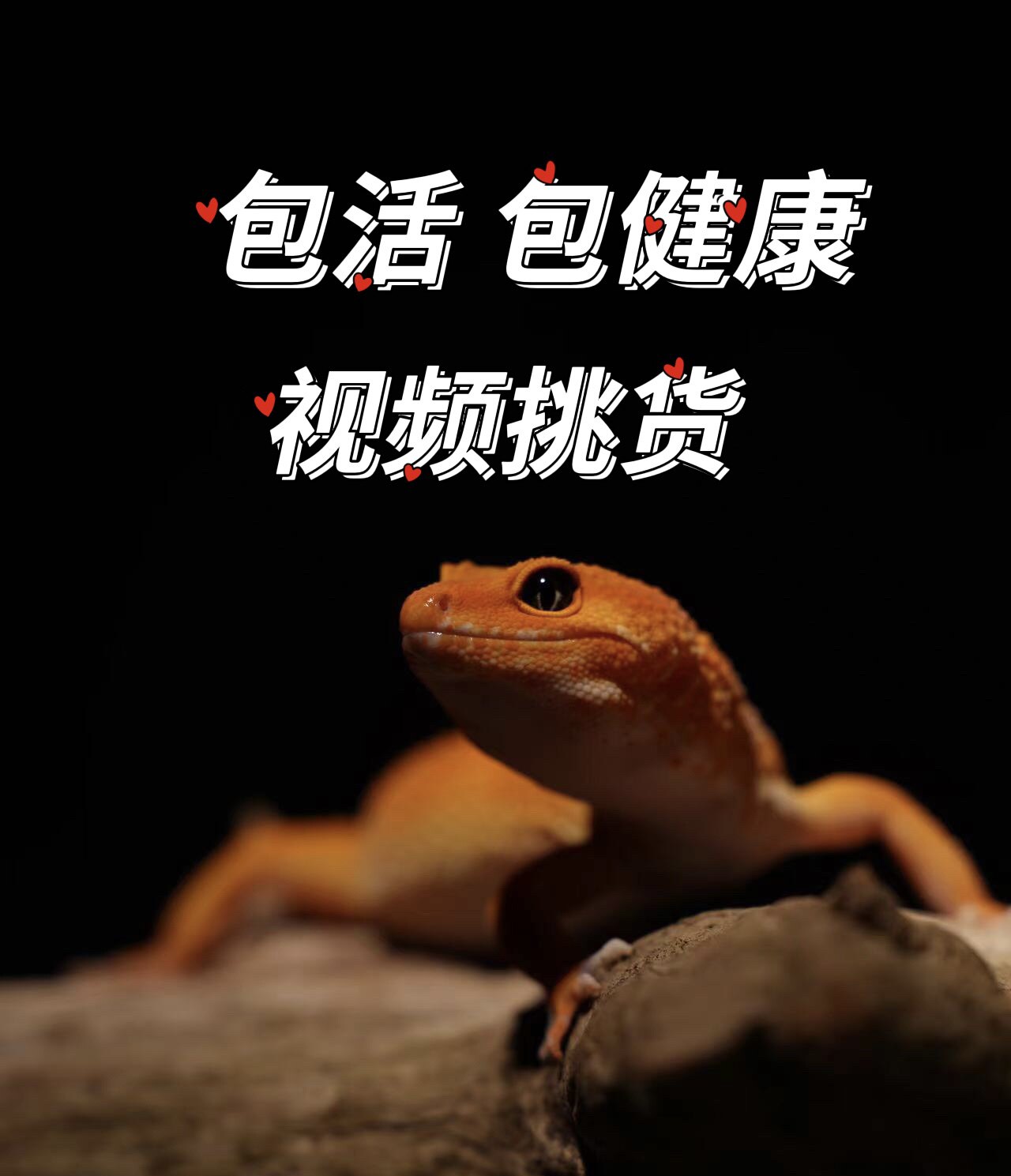 豹纹守宫蜥蜴幼体入门级爬宠活物特色爬宠/鸣虫