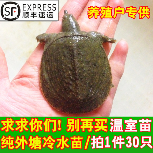 纯外塘冷水野养甲鱼苗成活率高