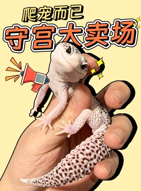 豹纹守宫幼崽肥尾蜥蜴家养爬宠异宠温顺可爱爬虫易好养另类宠物