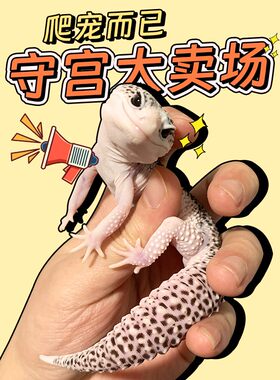 豹纹肥尾家养温顺可爱另类蜥蜴