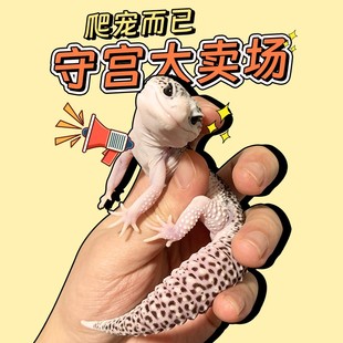 豹纹守宫幼崽肥尾蜥蜴家养爬宠异宠温顺可爱爬虫易好养另类宠物