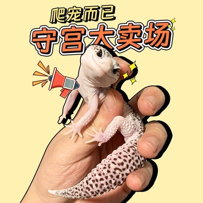 豹纹肥尾家养温顺可爱另类蜥蜴