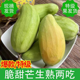 广西青芒果酸野新鲜发货坏果包赔【送酸梅粉+辣椒粉+陈皮粉】