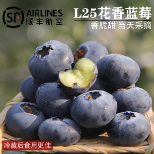 云南自然熟L25花香蓝莓 顺丰空运 香甜孕妇水果新鲜现摘蓝莓礼盒装