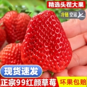 包邮 丹东99草莓新鲜现摘水果九九红颜奶油特礼盒装 孕妇牛奶香顺丰