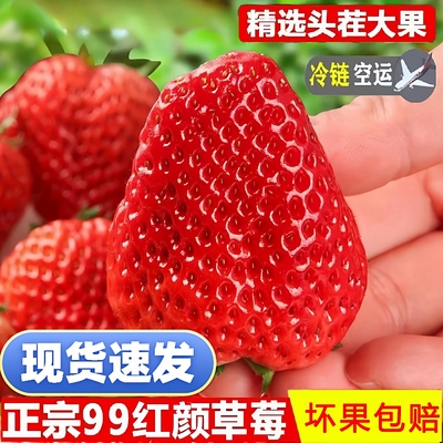 丹东99草莓新鲜现摘水果九九红颜奶油特礼盒装孕妇牛奶香顺丰包邮