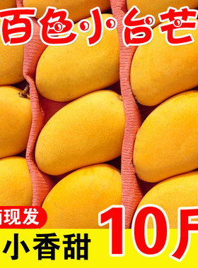 广西百色小台芒农芒果小核树上熟
