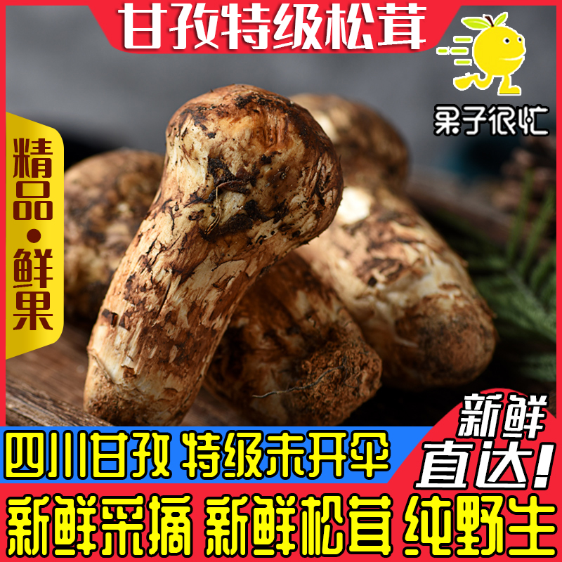野生松茸新鲜特级蘑菇四川甘孜雅江特产菌菇高山菌种正宗野生菌子