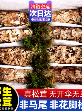 藏区松茸产地批发松茸饭店商用