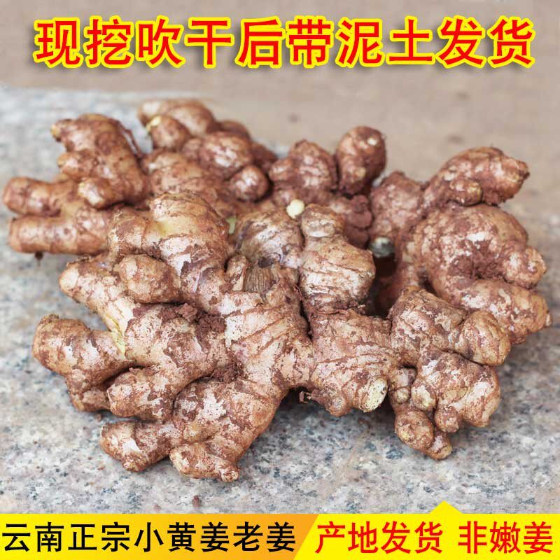 云南小黄姜姜老母新鲜生