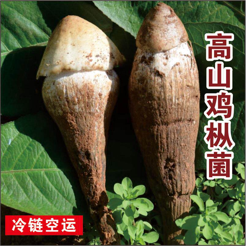 云南新鲜鸡枞菌1000g 大白鸡棕鸡纵云南蘑菇顺丰航空 鲜荔枝菌