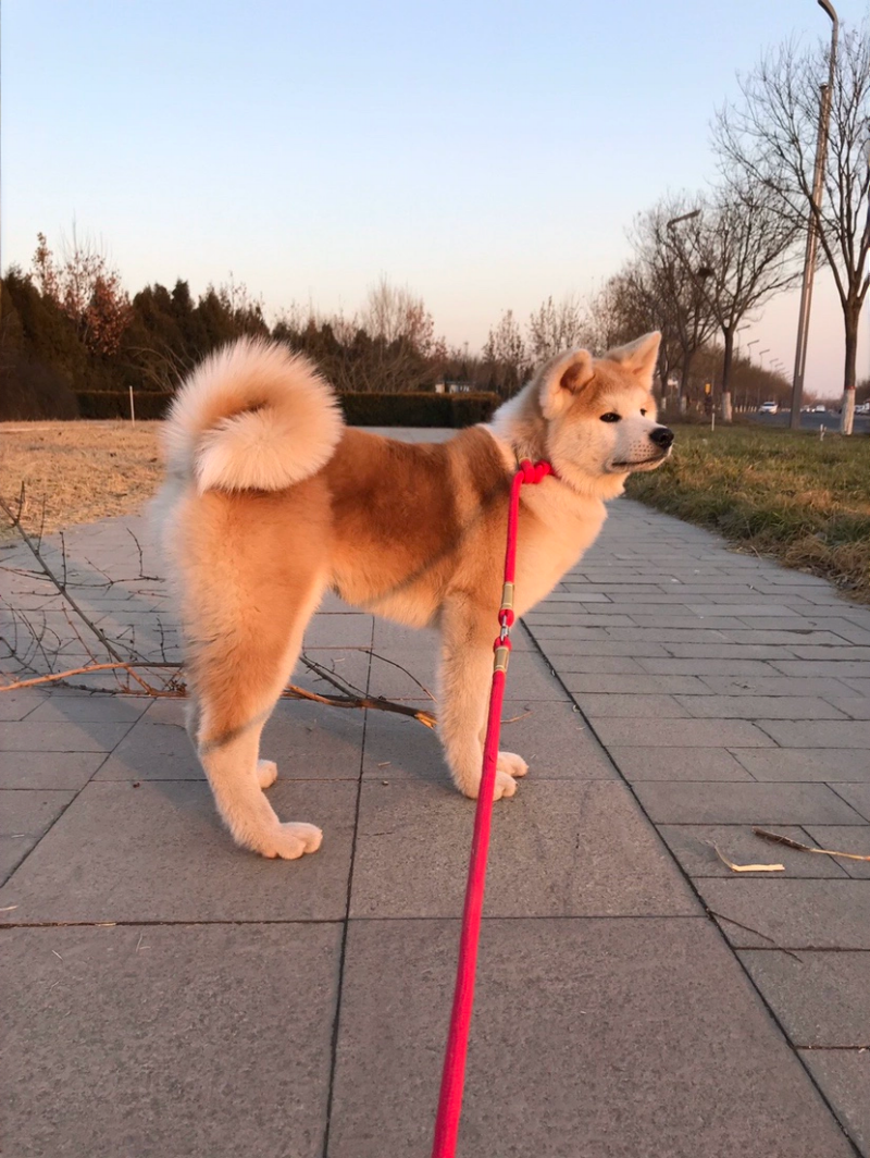 大中小型秋田犬柴犬专用牵引绳手工制作赛级品质p绳遛狗绳包邮