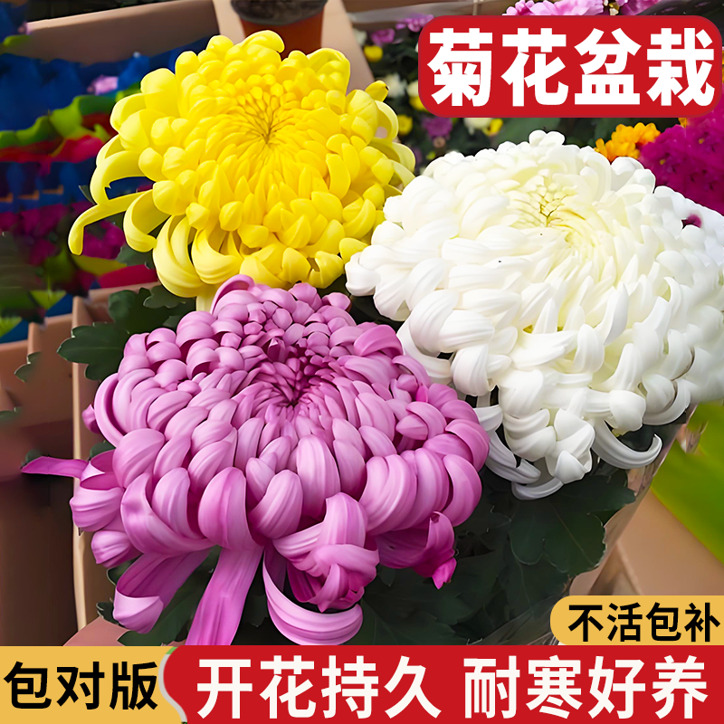 菊花小苗盆栽多季开花室内外阳台好养大花型耐寒热菊花苗花卉绿植