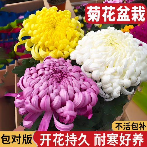 菊花小苗盆栽多季开花室内外阳台好养大花型耐寒热菊花苗花卉绿植