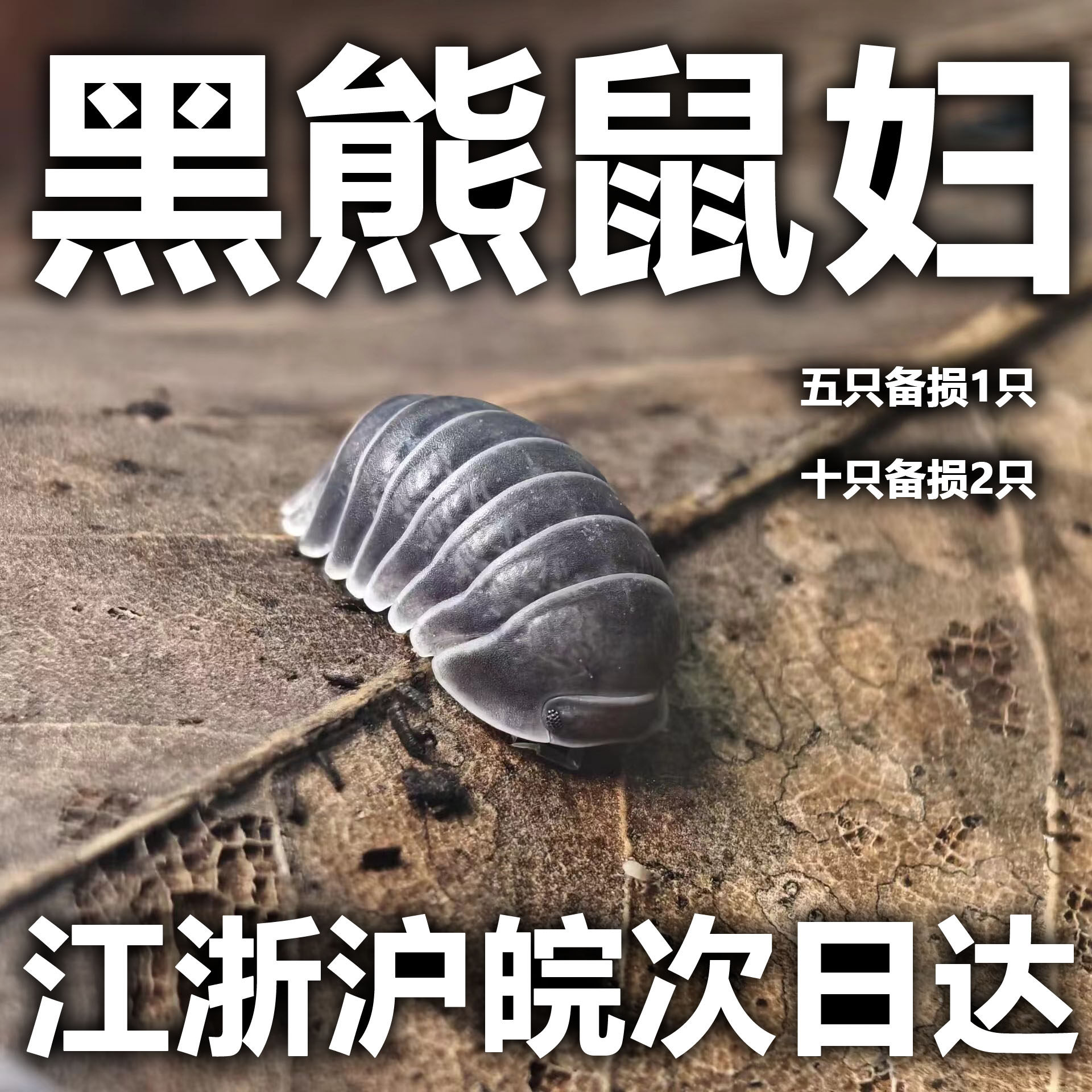 黑熊鼠妇宠物西瓜虫卷壳虫黑色特色爬宠爬虫昆虫