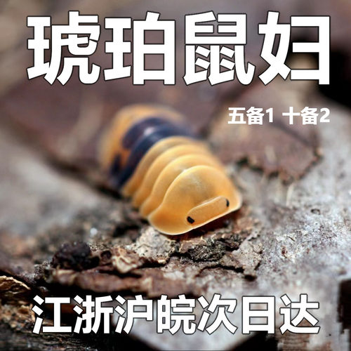 琥珀鼠妇西瓜虫潮虫昆虫爬虫宠物包活桌面景观