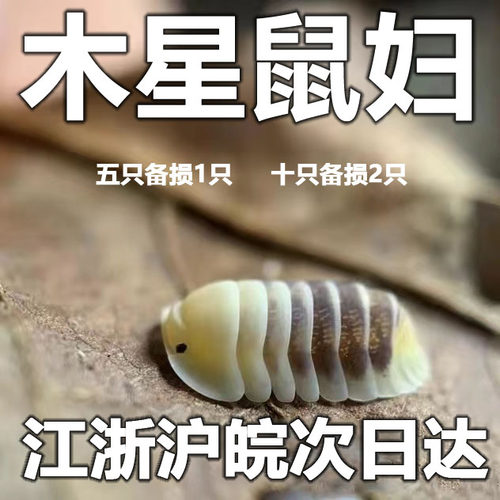 木星鼠妇宠物西瓜虫C属潮虫