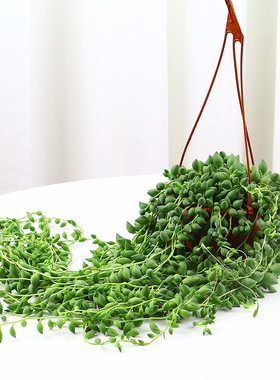 情人泪 多肉植物 佛珠多肉吊兰吊盆绿植好养垂吊耐旱小盆栽翡翠珠