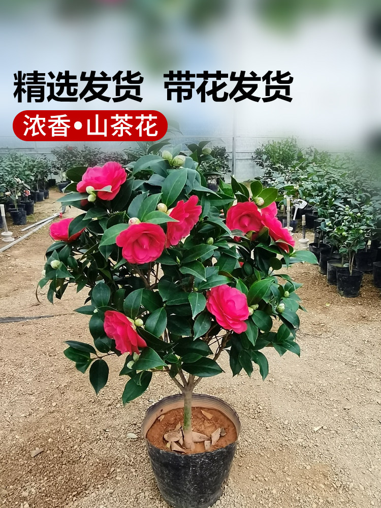 香妃茶花树苗盆栽带花苞花卉植物四季开花山茶花红赤丹室内外浓香
