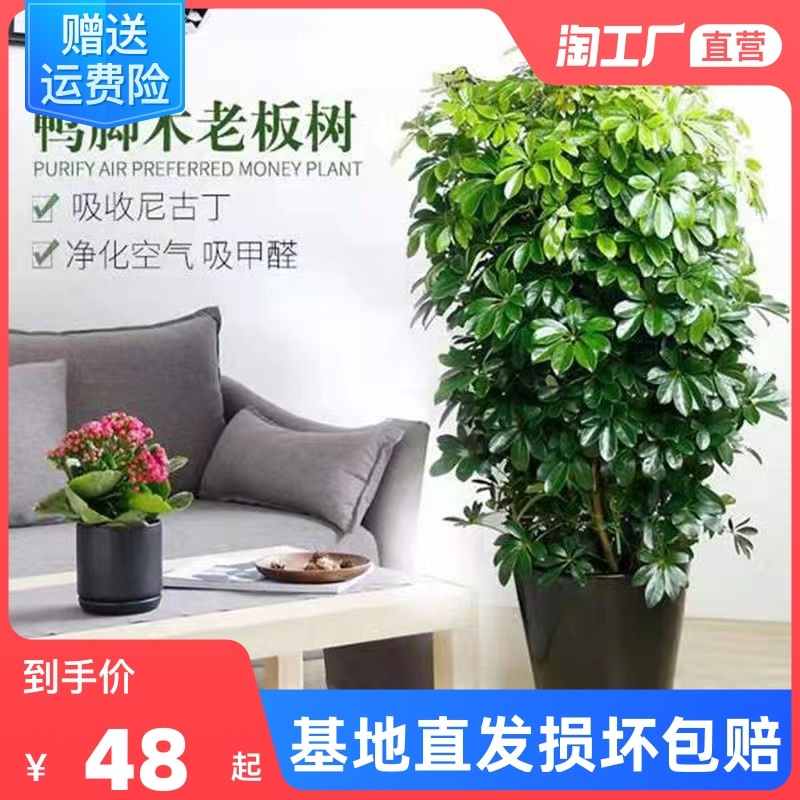 八方来财鸭脚木七叶莲鸭掌木客厅室内办公室大型植物绿植盆栽植物