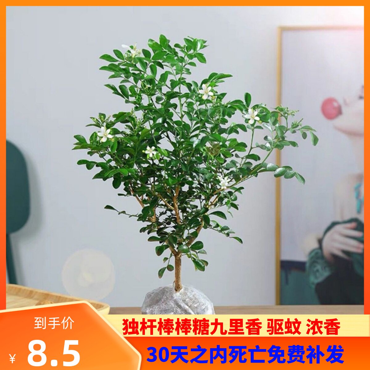 九里香盆栽室内阳台花卉四季开花植物水培驱蚊绿植千里香老桩树苗