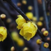 精油 3月测试链接 许诺言 素心腊梅C02 中国广西