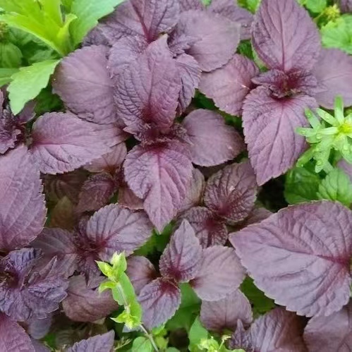 紫苏精油  红紫苏精油  出口级 10月预团 测试链接 许诺言