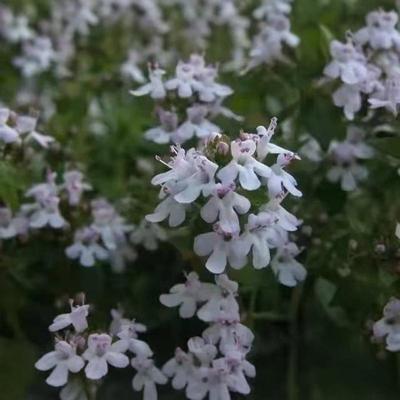 NG有机沉香醇百里香精油  西班牙  12月预团 测试链接 许诺言