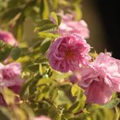 ALBA有机奥图大马士革玫瑰精油 许诺言 10月预团 保加利亚 2025