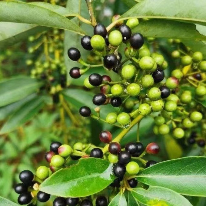 有机山鸡椒  越南   脾胃保养 肠道   测试链接 10月预团 许诺言